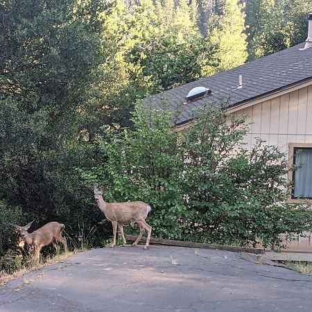 Yosemite Haven @ Pine Mountain Lake. Dog Friendly! Groveland Extérieur photo
