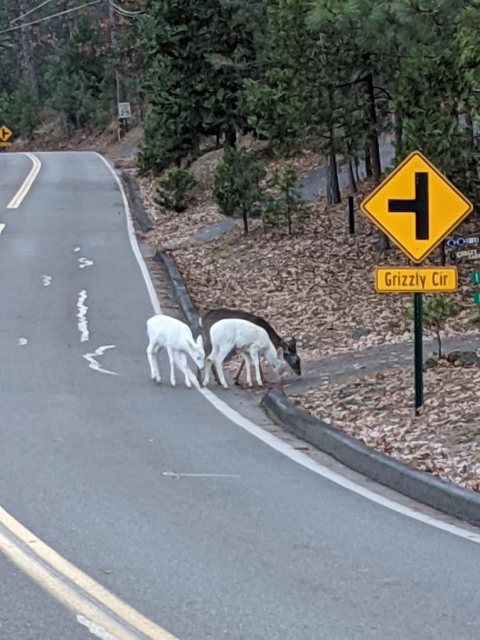 Yosemite Haven @ Pine Mountain Lake. Dog Friendly! Groveland Extérieur photo
